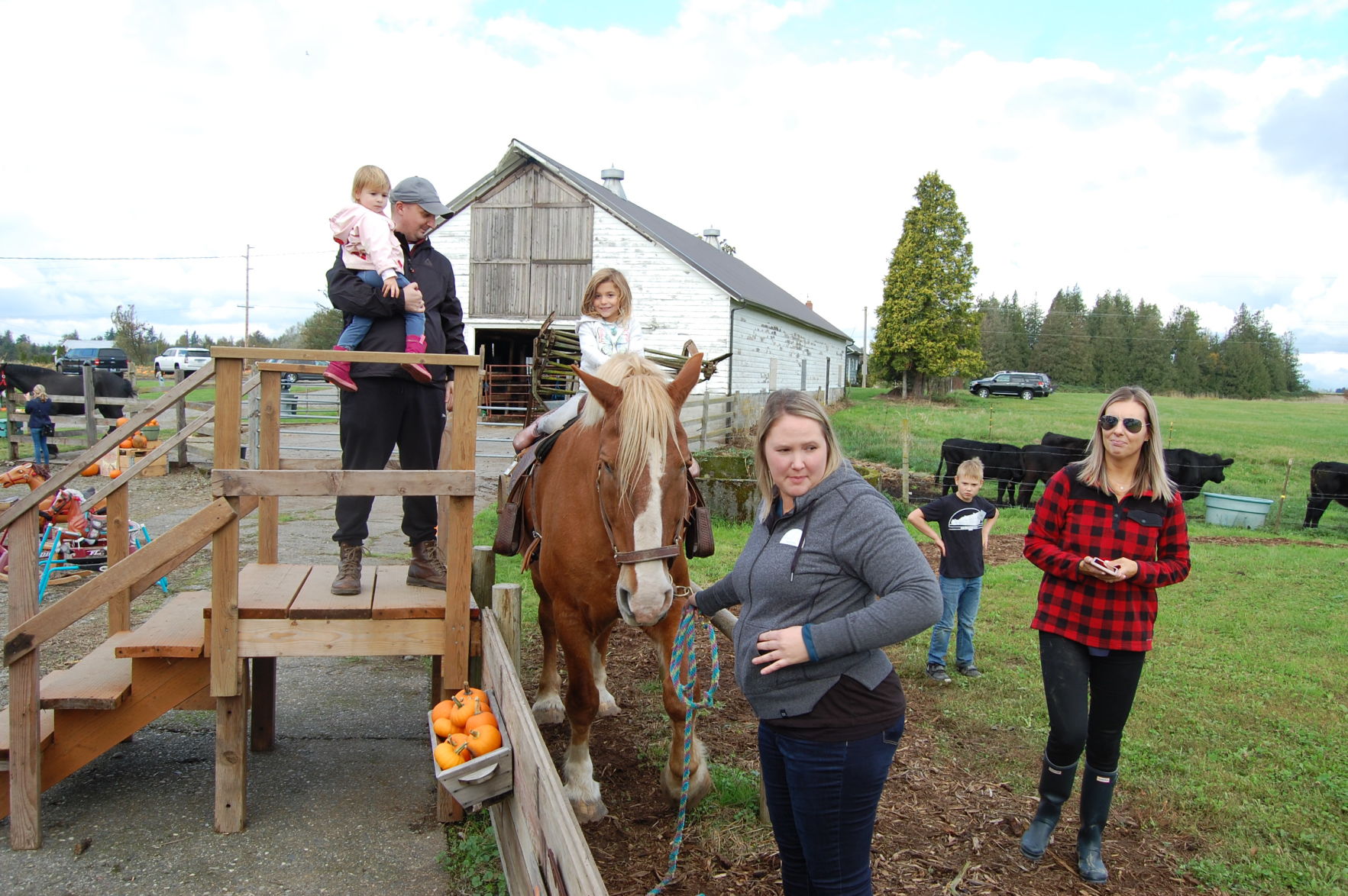 Draft horse